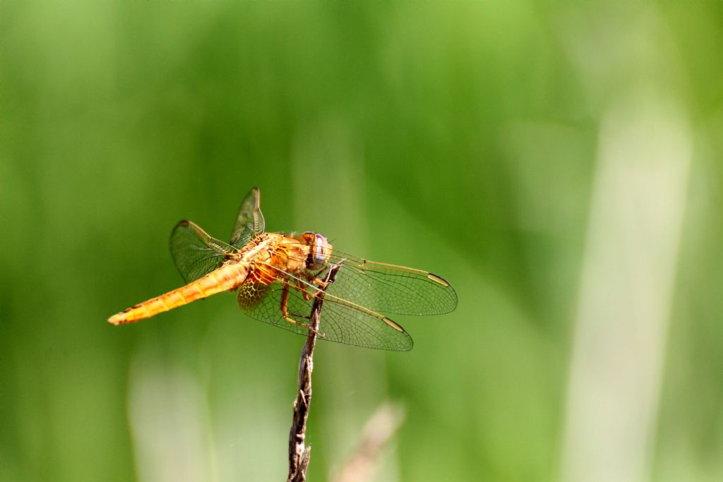 Crocothemis erythraea: maschi immaturi e femmine